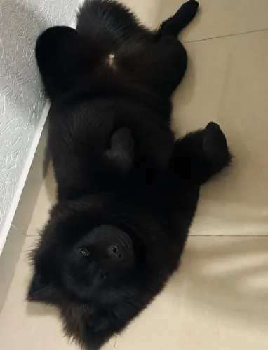 Chowchow filhote de alta qualidade
