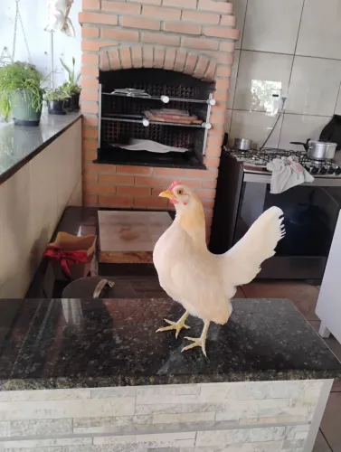 Galinha  serama ótimo genética com 7 pintinhos seramas lindos 