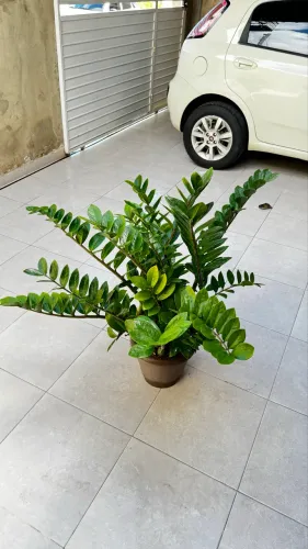 Vendo Planta Zamioculca 
