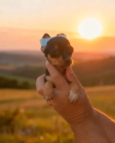 Pinscher Zero Pequeno e Carinhoso