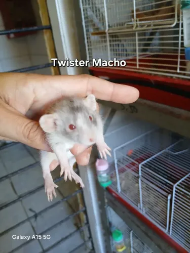 Rato twister nascido dia 26/07/2026