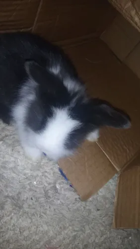 Coelhinho fofinho docel Fuzzy loop