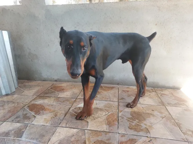Doação Dobermann , macho, 11 meses, castrado