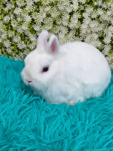 Coelho anão Netherland dwarf linhagem importada