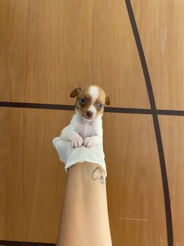 Pinscher (macho ) olhos claros !!!