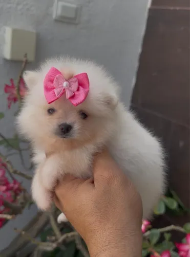 Spitz alemão - Lulu da Pomerania - Macho e fêmea  