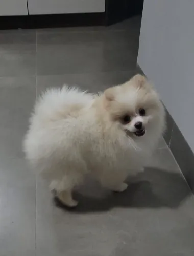 Filhotinhos de Lulu da Pomerânia Anão - Lindos e Fofos - PEDIGREE E GARANTIA 