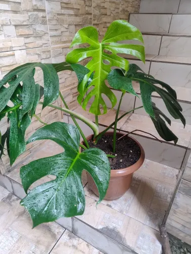 Planta grande