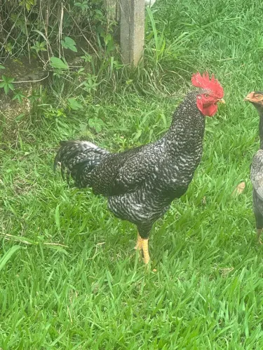 Galo carijo novo mto bonito saudável.1 ano .