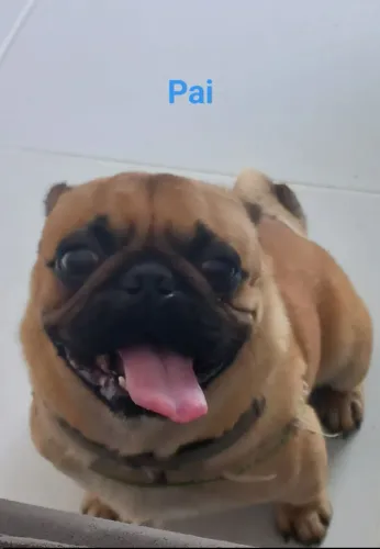 Pug adulto 5 anos