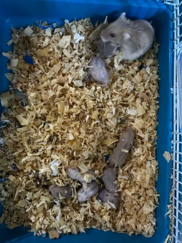 Filhotes de hamster