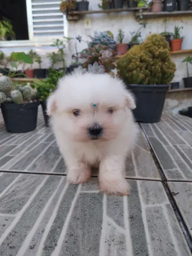 Maltês Macho- Cão de Raça