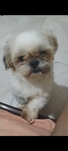 Shitzu fêmea 