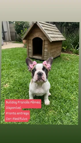 Bulldog Francês Fêmea