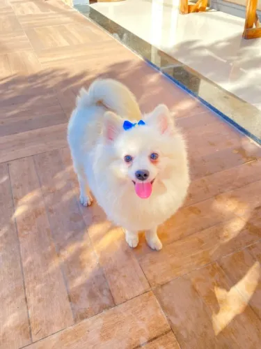 Lulu da pomerania 