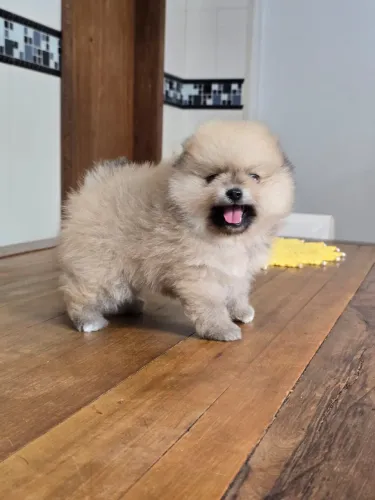Lulu da pomerania macho 