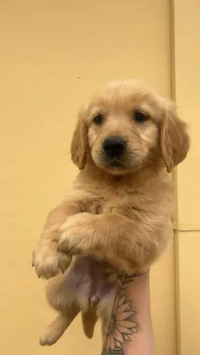 Golden retriever filhote que ama agua