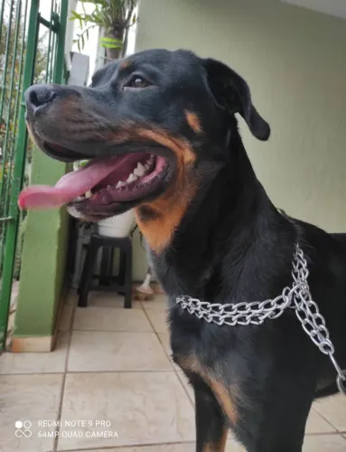 Vendo filhotes de Rottweiler interessados chamar whats * falar com Wesley