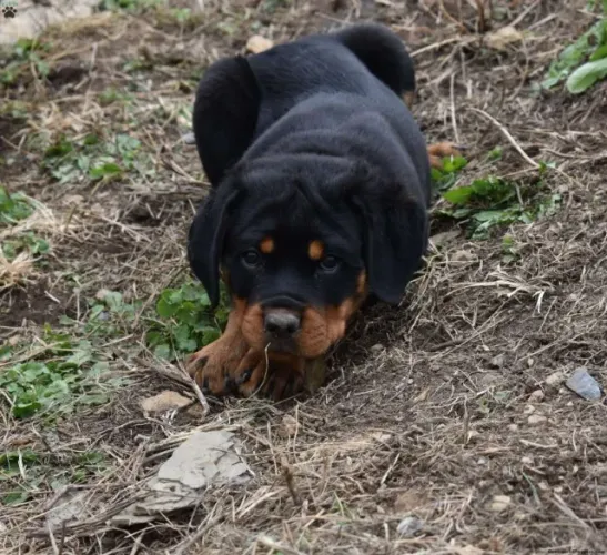 Filhotes rottweiler ótima genética e saúde de guarda selecionada