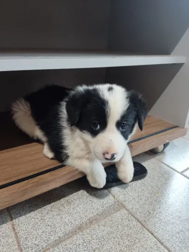 Filhote Border Collie Fêmea