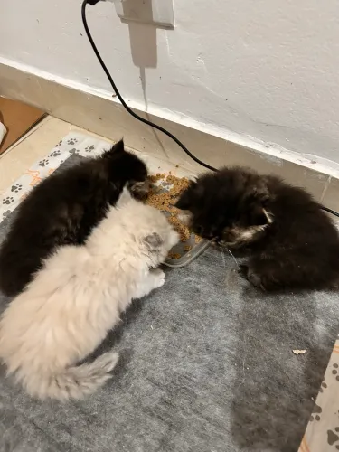 Filhote de gato persa
