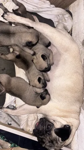 Vende-se filhote de pug