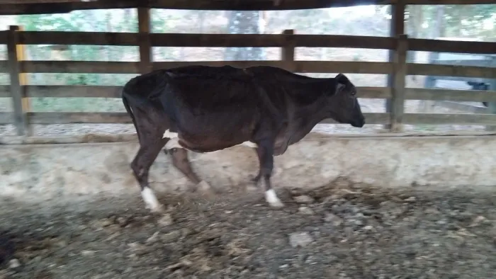Vacas