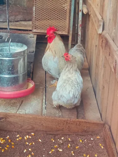 Vendo casal de mini Cochin lavanda