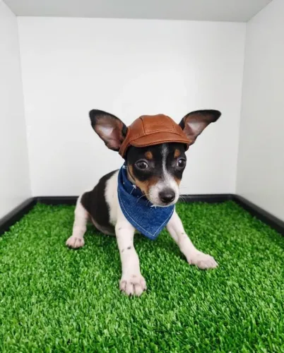 Pinscher Zero Exclusivo, Fofo e Muito Especial 