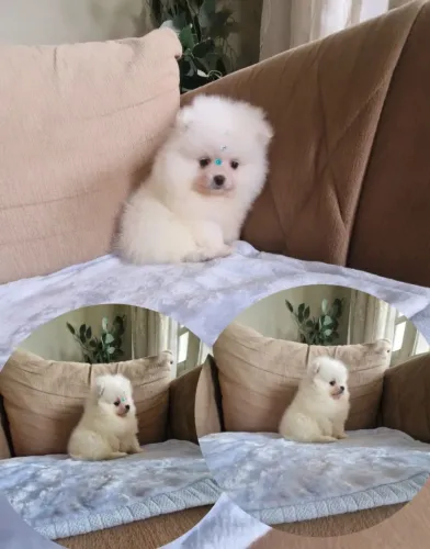 Branco machinho lulu da Pomerânia Anão
