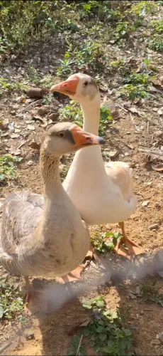 gansos - casal
