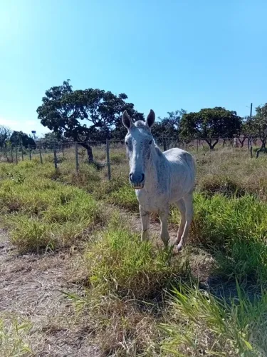 Vendo cavalo tordilho
