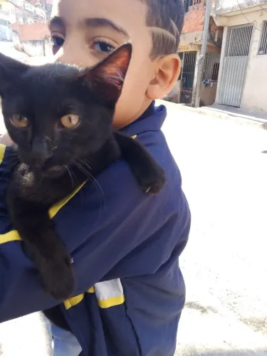Doação gatinho 