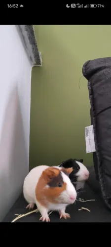 Porquinho da índia