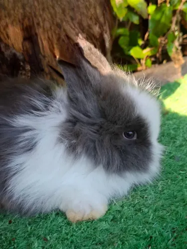 Mini coelhos !