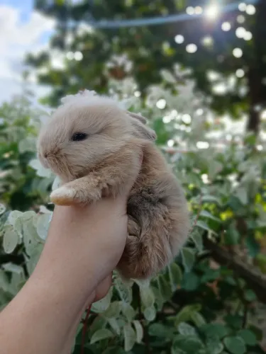 Disponível coelho mini lope