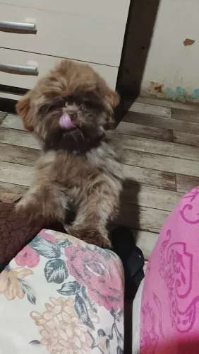 Padreador de shih tzu