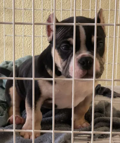 Filhote American Bully