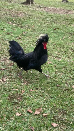 Galo Polones