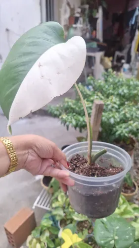Vendo planta variegata 