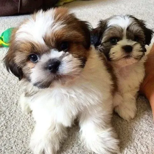 Filhotes de Shih Tzu | Leve alegria de quatro patas!