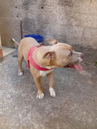 Vendo Pit bul