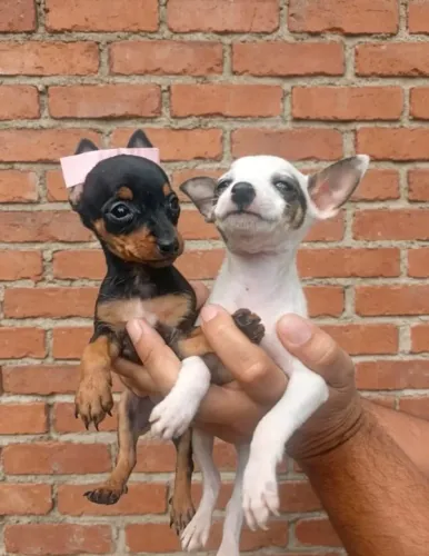 Pinscher ?