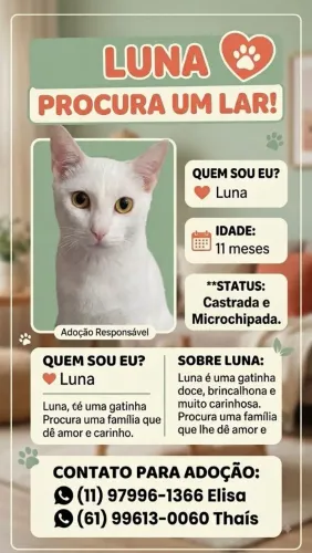 Doação de gatinhos