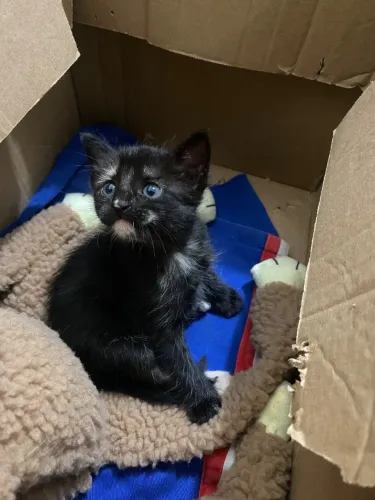 ADOÇÃO RESPONSÁVEL FILHOTE