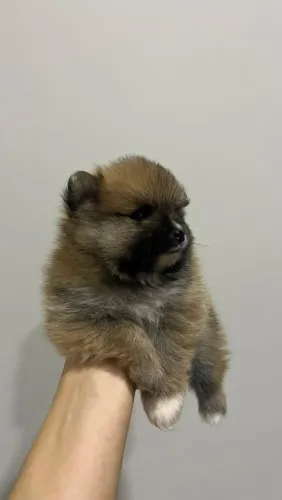 FIlhote Spitz alemão macho
