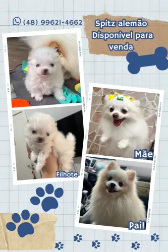 Vendo filhote de spitz alemão - macho 