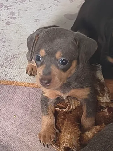 Dachshund (filhotes)