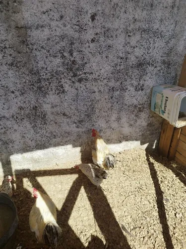 Troco galos por galinhas 