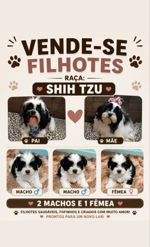 Shitszu 